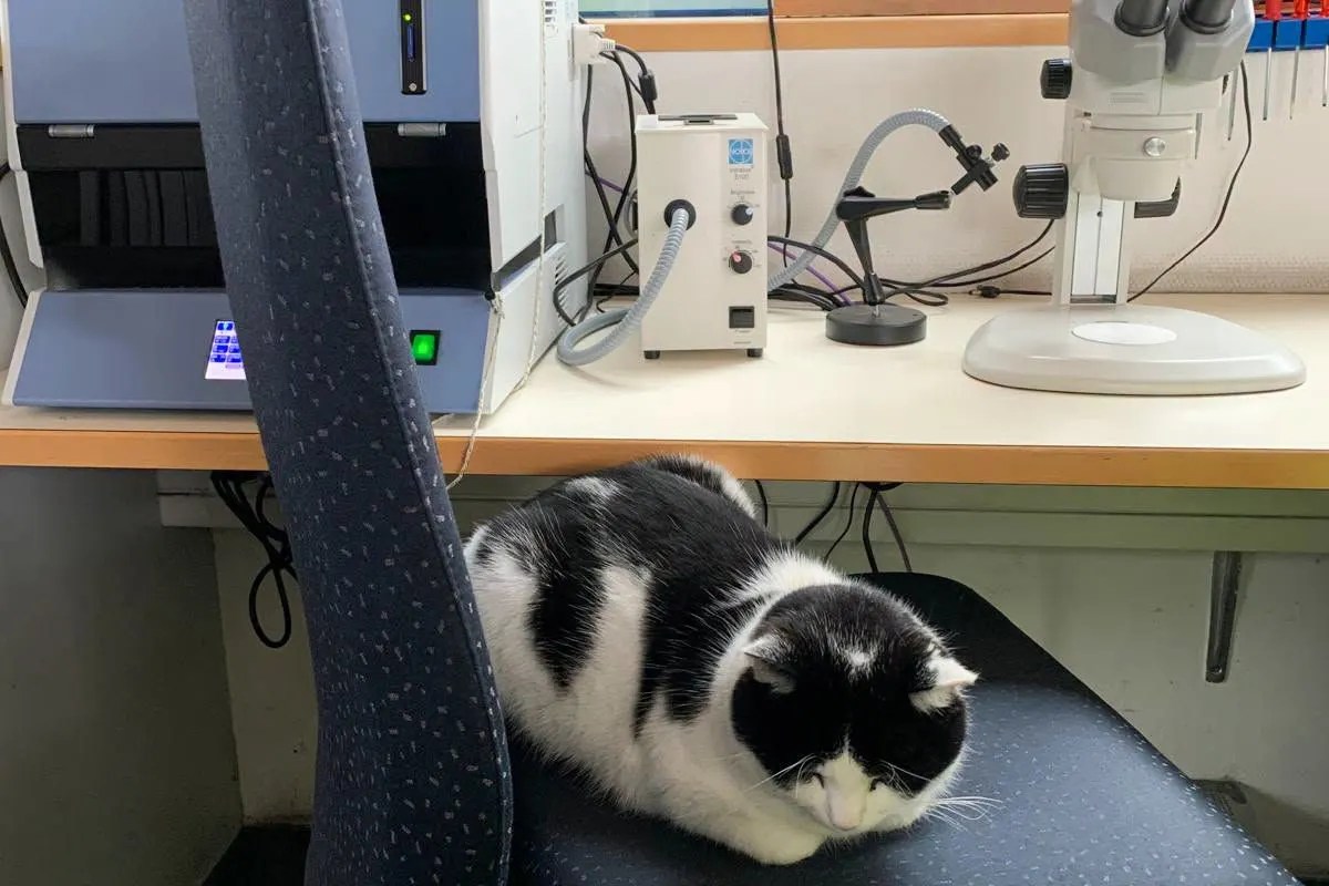 Eine schwarz-weiße Katze liegt schlafend auf einem Bürostuhl vor einem Schreibtisch mit technischen Geräten im Büro.