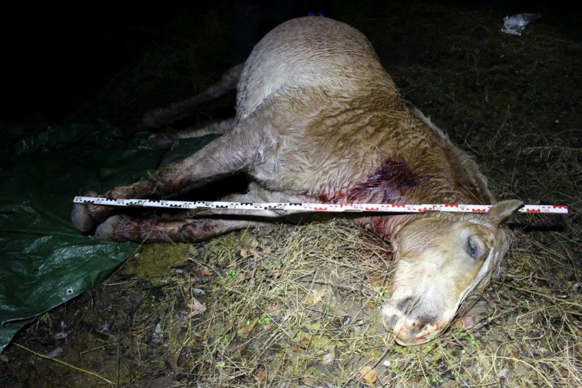 Löberschütz, Saale-Holzland-Kreis - Pferde mit Messer angegriffen und getötet!