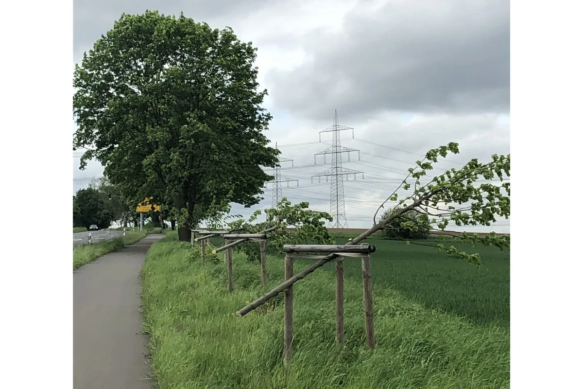 Pulheim - Mehr als 20 Jungbäume gefällt 