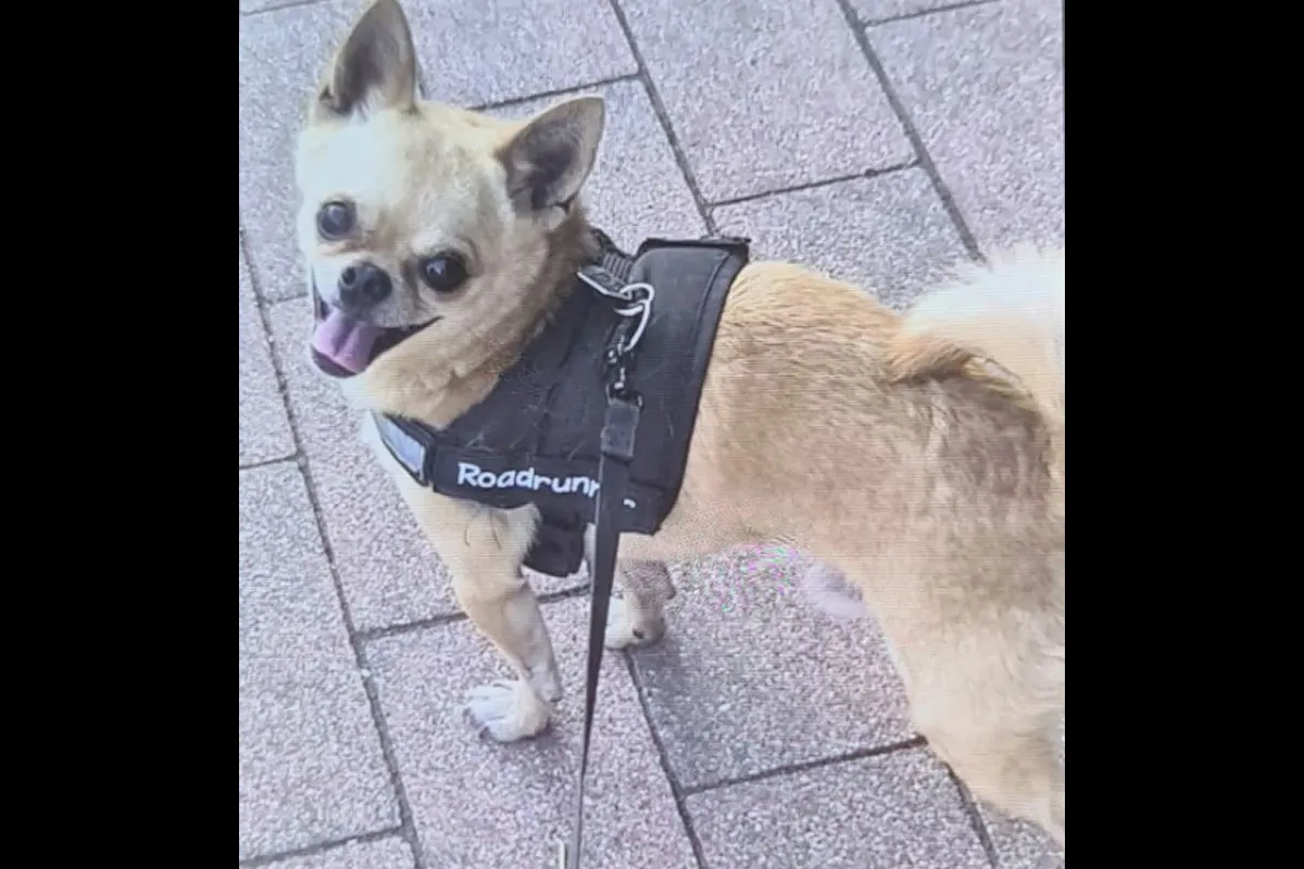 Ein kleiner, beige Chihuahua trägt ein schwarzes Geschirr mit der Aufschrift 'Roadrunner' und steht auf einem gepflasterten Boden.
