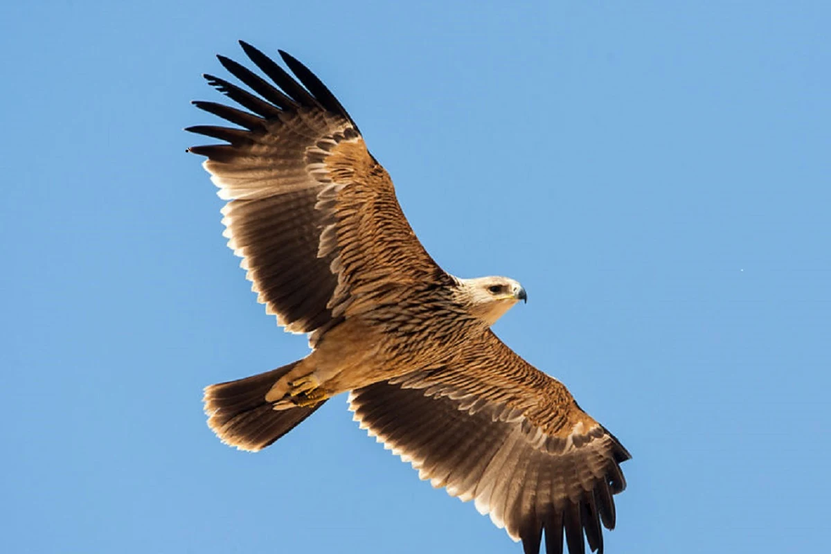 Oberösterreich - Unbekannter tötet geschützten Kaiseradler