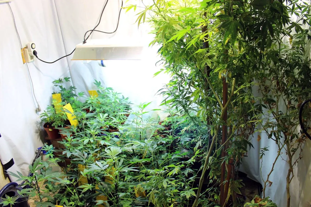 Minden / Petershagen – Drogenplantagen in zwei Privathäusern