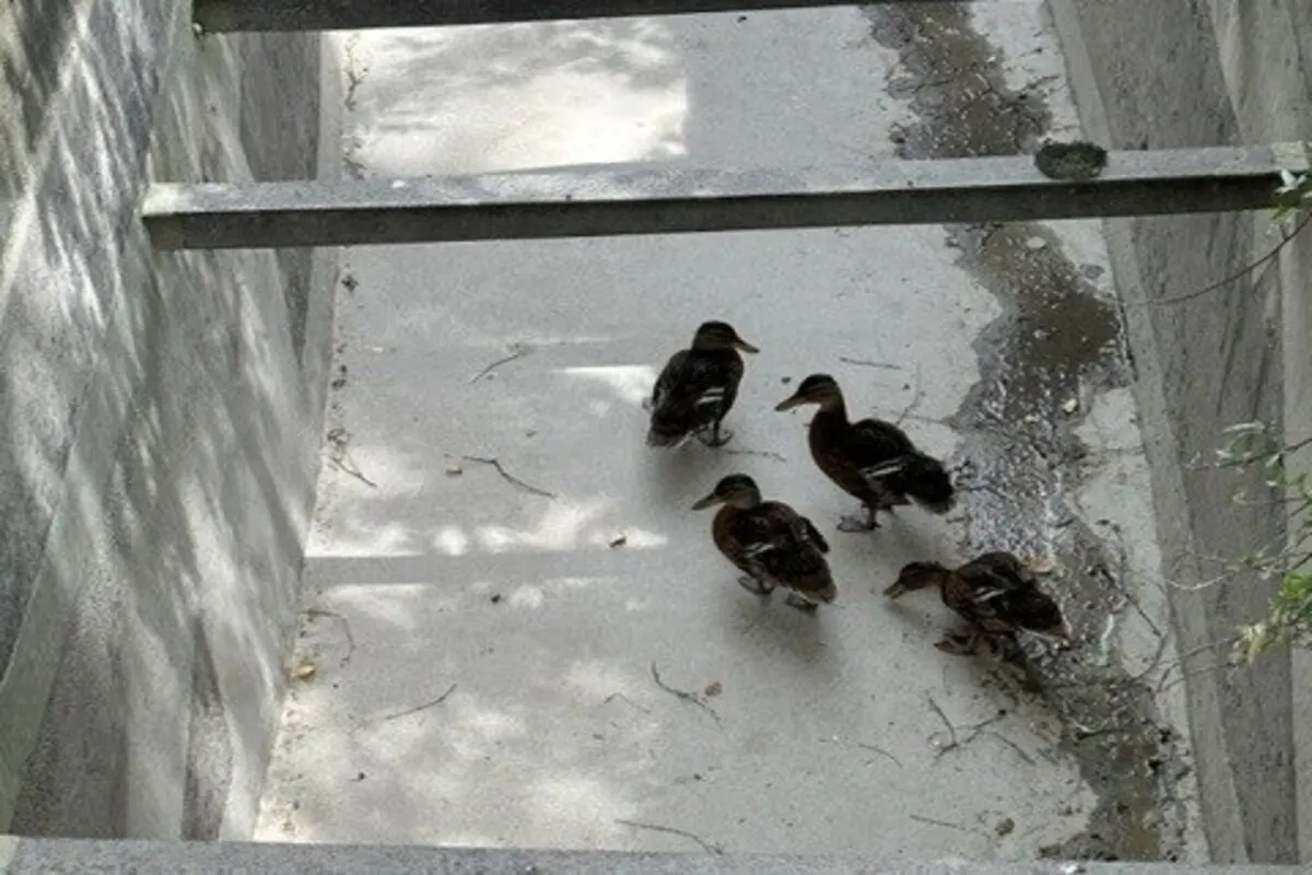 Vier Enten von der Stadtpolizei Chur gerettet 