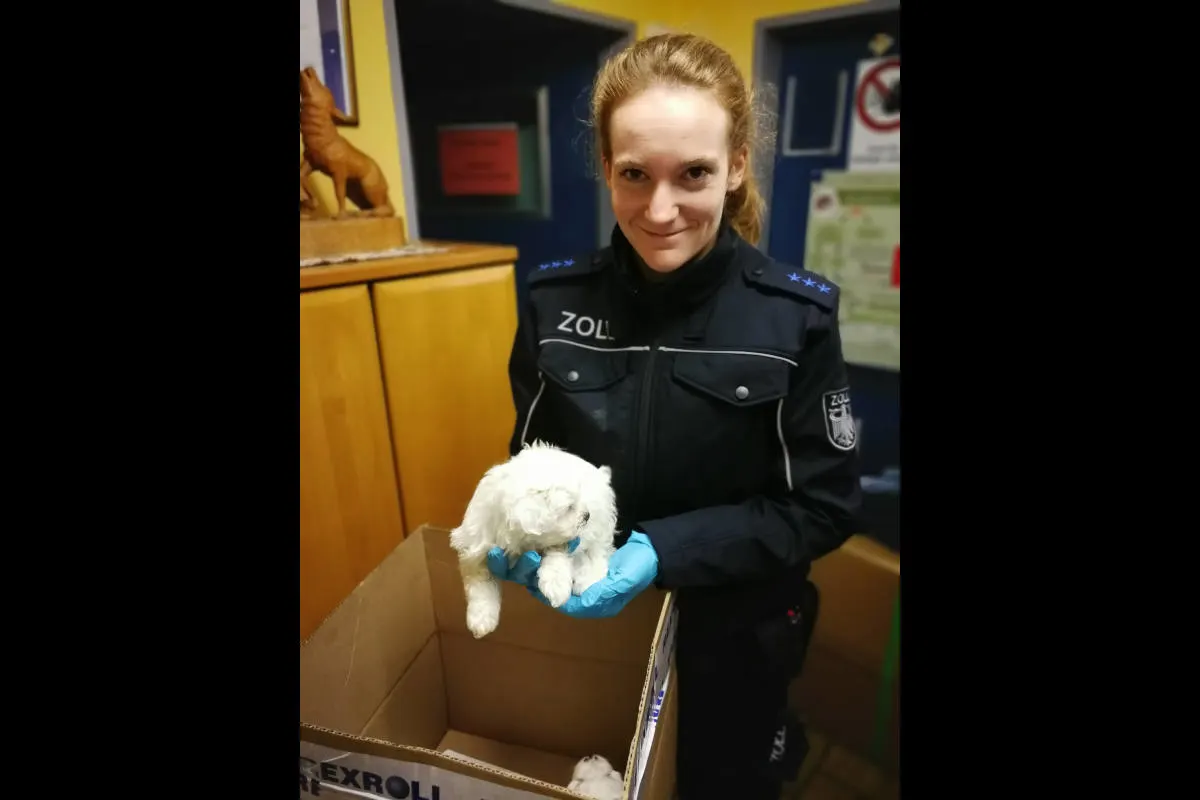 A8 Rosenheim - Zu junge Hundebabys als Weihnachtsgeschenk
