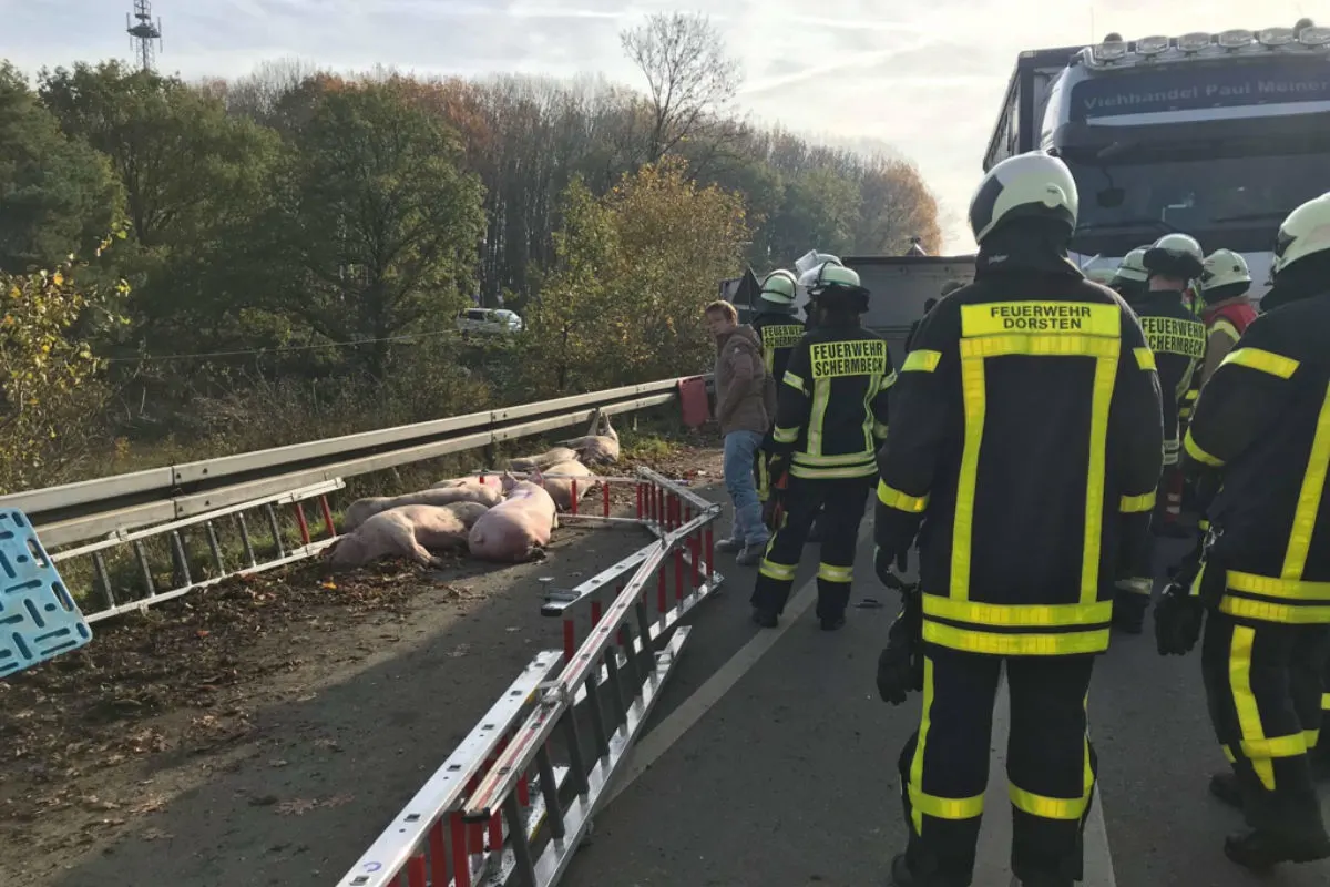 Viehanhänger mit 93 Schweinen verunfallt