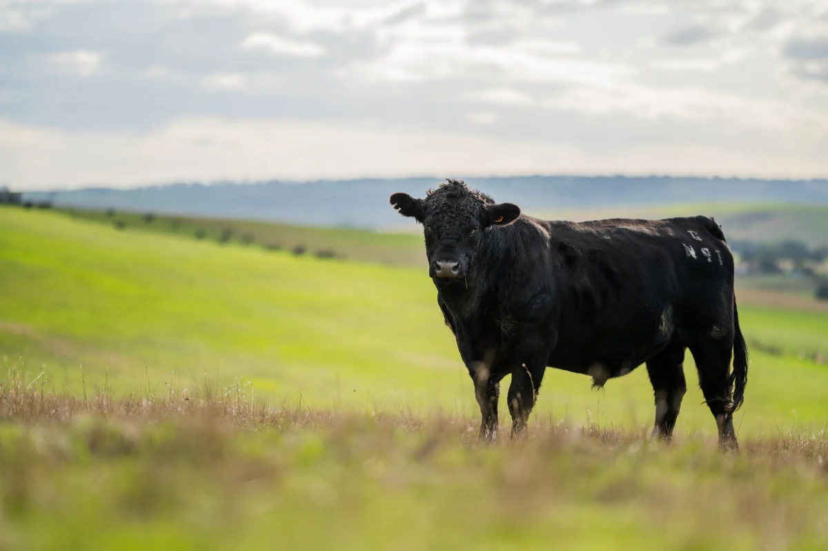 Eine schwarze Kuh steht auf einer grünen, leicht hügeligen Wiese unter einem bewölkten Himmel. Die Landschaft erstreckt sich weit im Hintergrund.