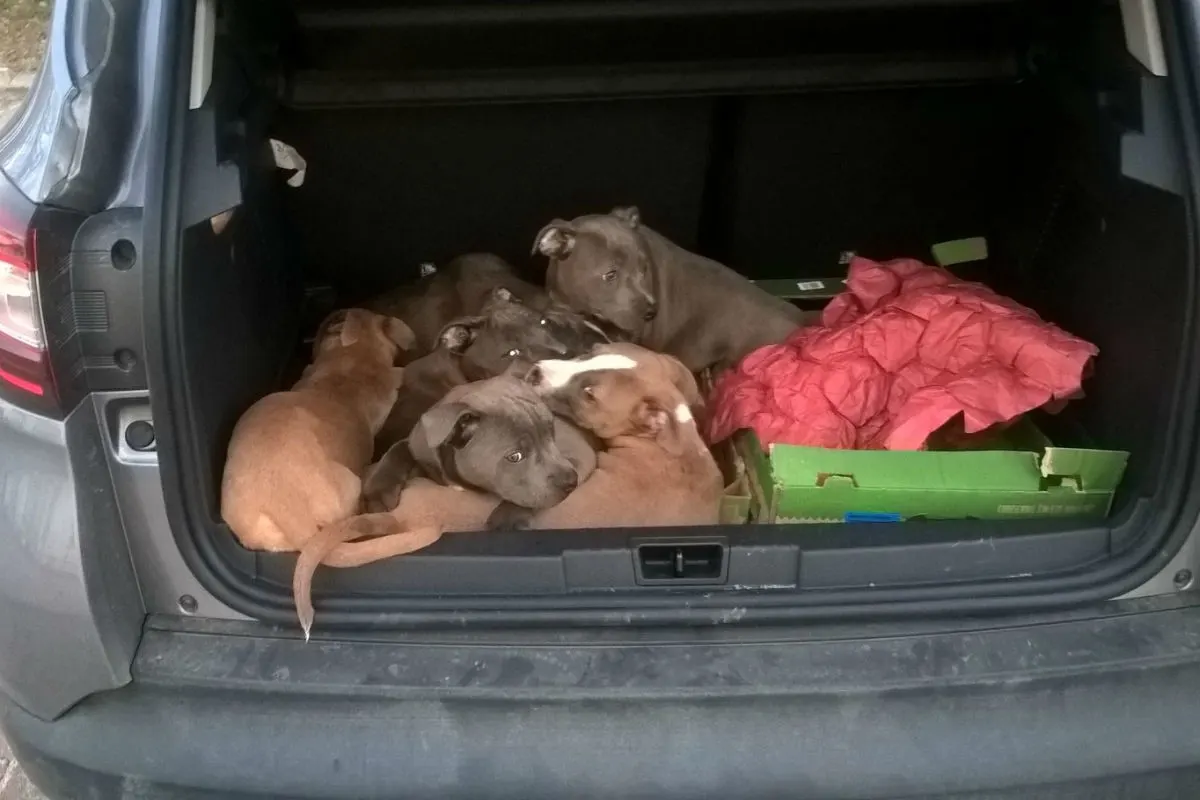 Zehn Hundewelpen im Auto entdeckt