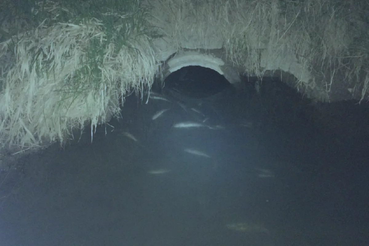 Osterfingen SH - Tote Fische im Seegraben entdeckt - Zeugenaufruf