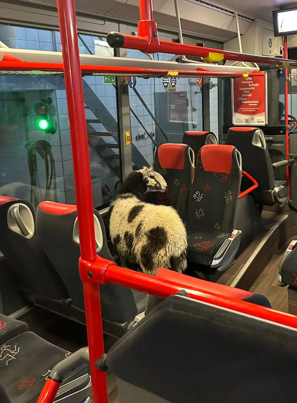 Ein schwarz-weißes Schaf sitzt auf einem Sitz in einem leeren Stadtbus. Der Bus hat rote und schwarze Sitze.
