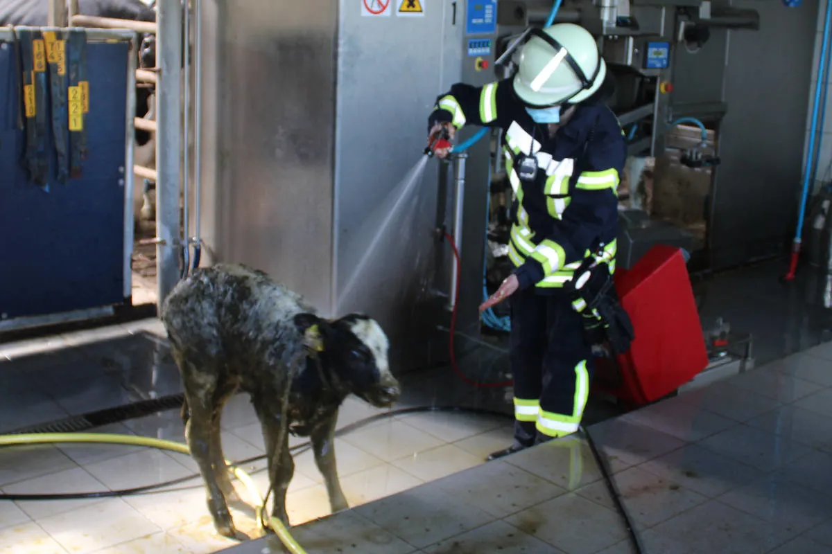 Vellage – Feuerwehr rettet Kalb aus Güllekeller