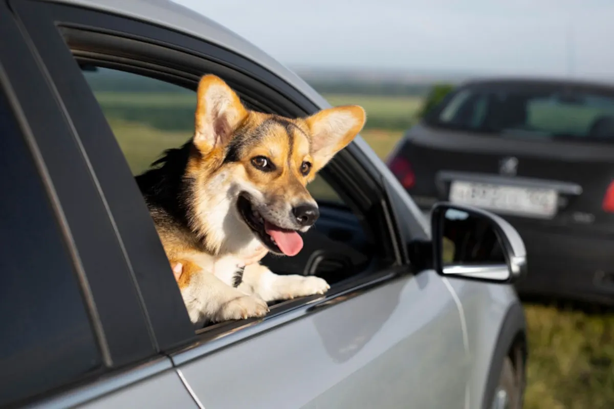 Ein Hund mit braunem Fell schaut aus dem halb geöffneten Fenster eines grauen Autos. Im Hintergrund ist ein weiteres Fahrzeug sowie eine weite, grüne Landschaft zu sehen.
