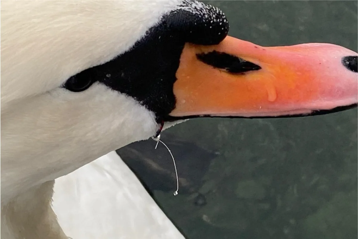 Pfäffikersee ZH - Schwan von einem Angelhaken befreit 