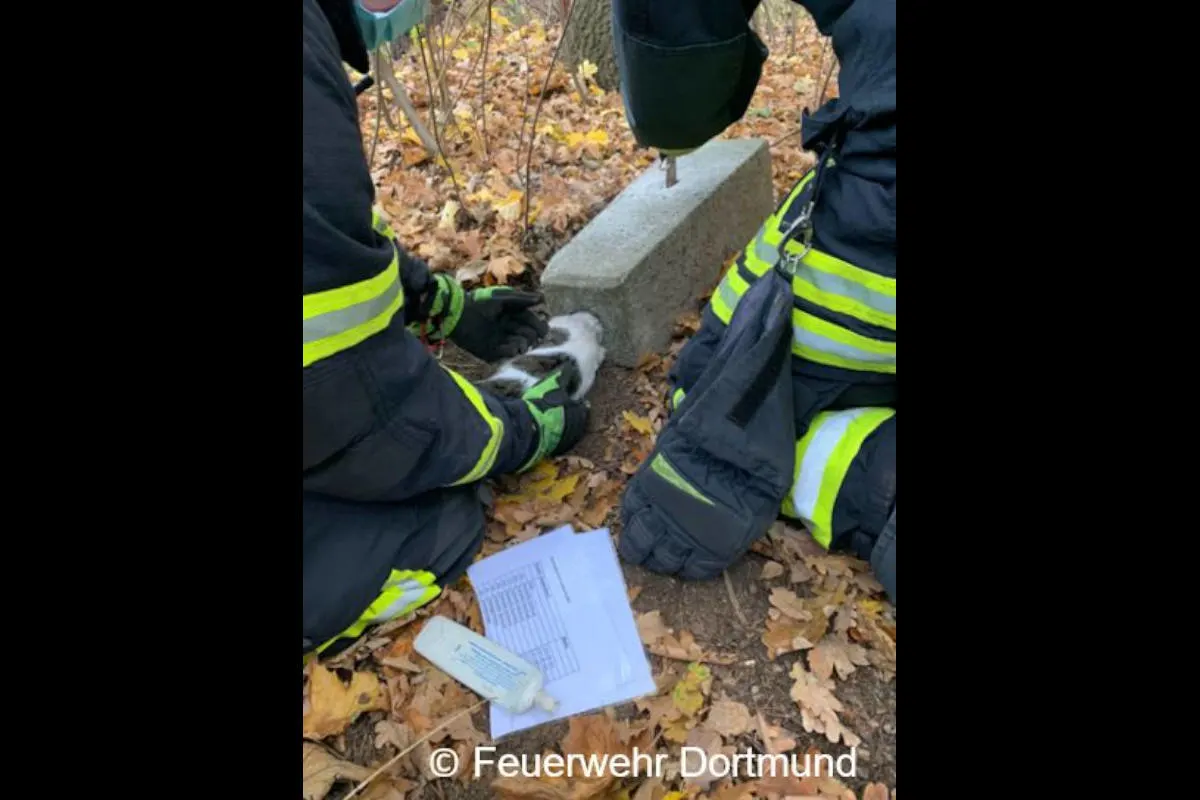 Dortmund – Katze im Betonsturz eingeklemmt