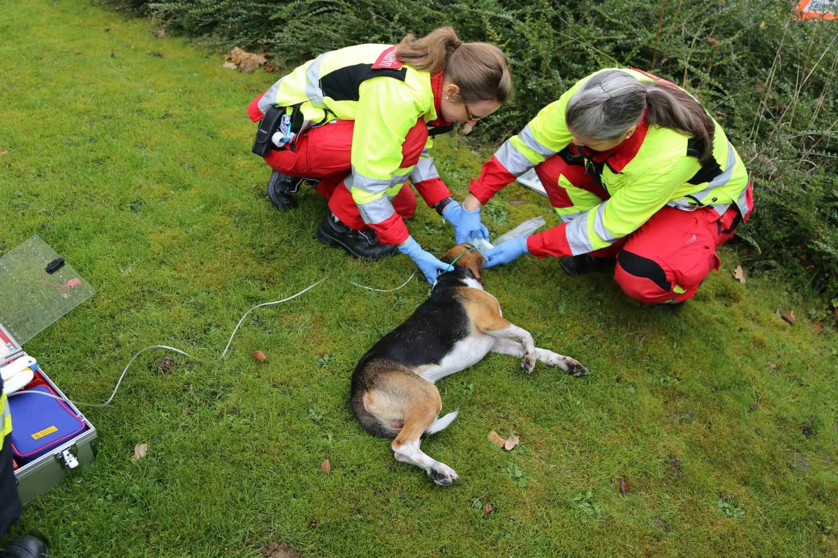 Steinhausen ZG - Hund aus verrauchter Wohnung gerettet