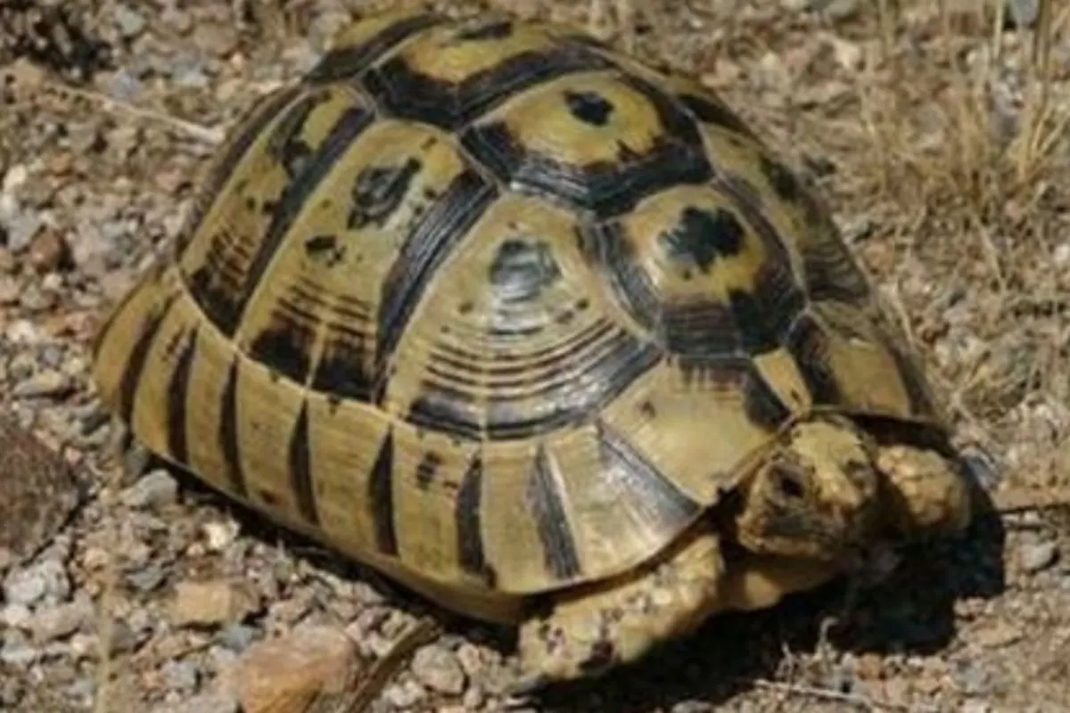 Kinder spielen mit einer Schildkröte Fussball!