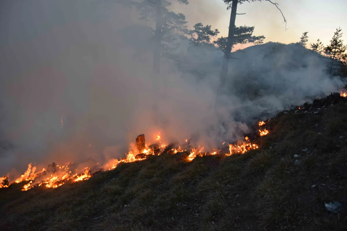 Ein Waldbrand breitet sich auf einem Hang aus, begleitet von dichter Rauchentwicklung. Die Flammen lodern entlang des Bodens, während Rauchsäulen aufsteigen.