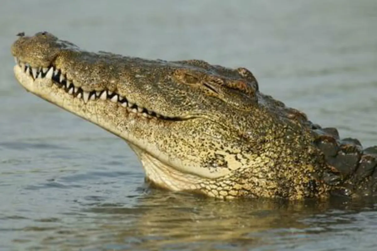 Orosei - Krokodil wird vermisst - Bevölkerung wurde gewarnt!