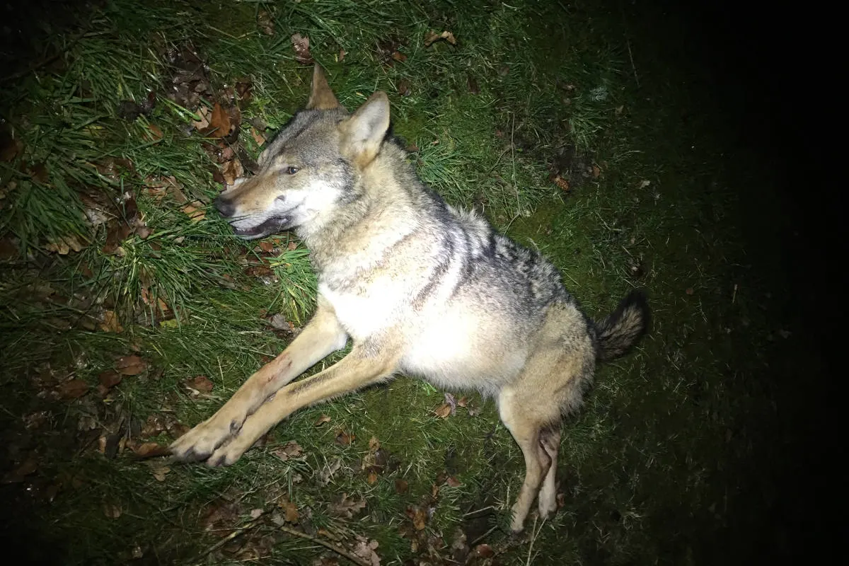 Walsrode – Wolf von Pkw erfasst