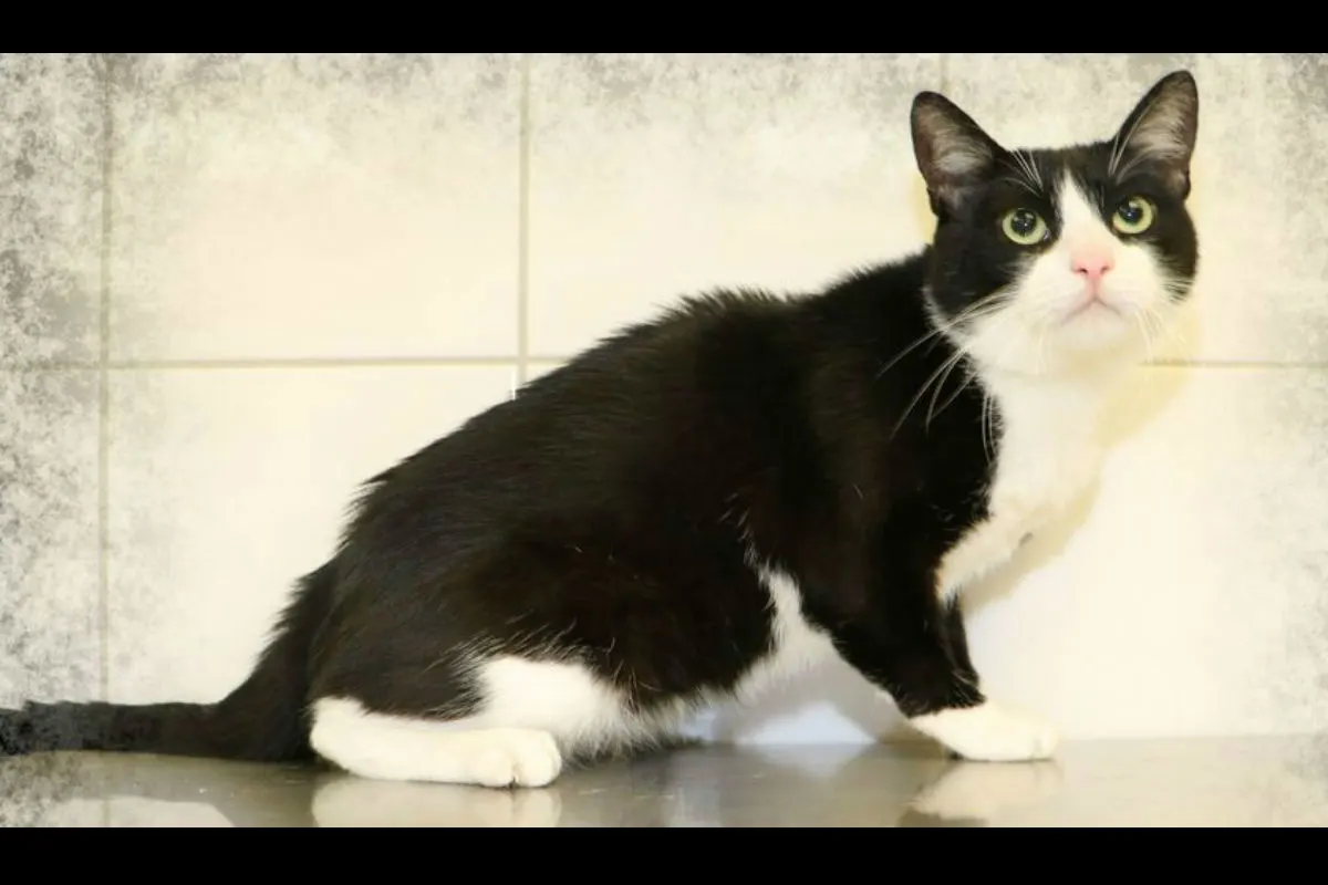Oberhausen (DE) - Zwei junge Katzen ausgesetzt