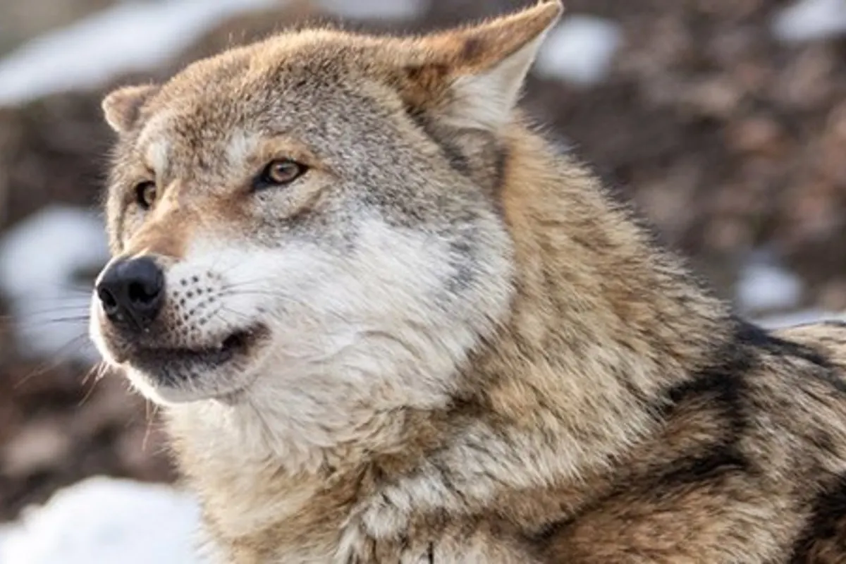 17 Schafe gerissen - Wolf in der Region Gantrisch BE wird vergrämt