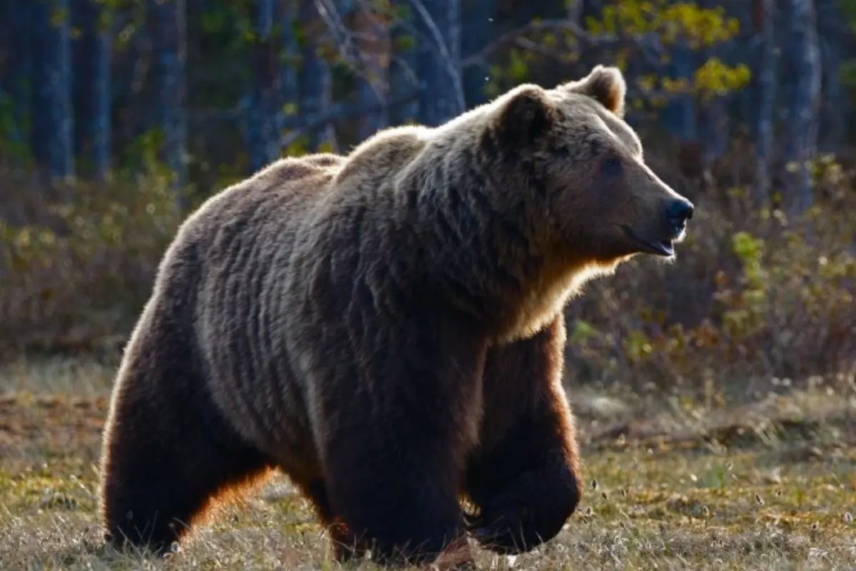 Klagenfurt K – Bär plündert Bienenstock
