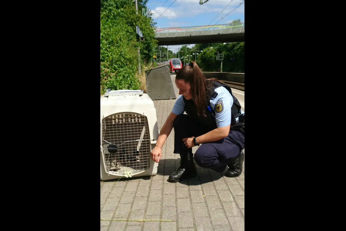 Polizei rettet sechs Entenküken aus den Gleisanlagen