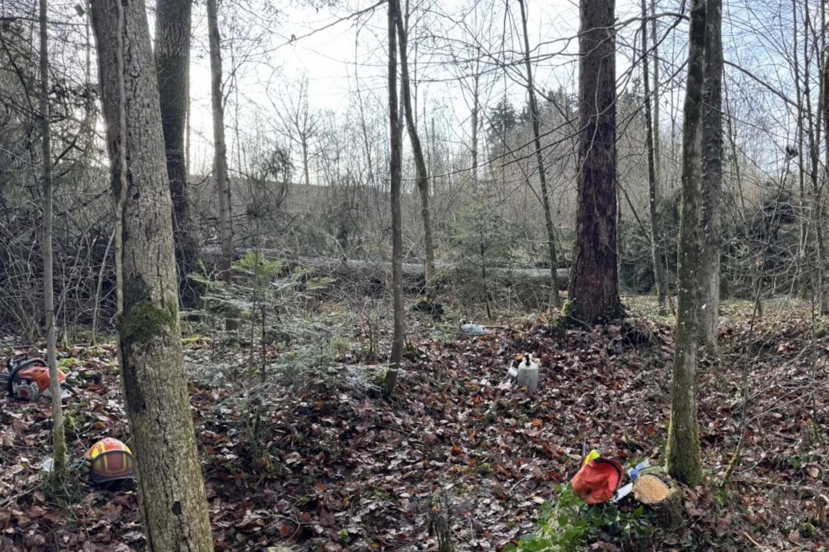 St.Gallen – Forstwart bei Arbeitsunfall von Baum getroffen