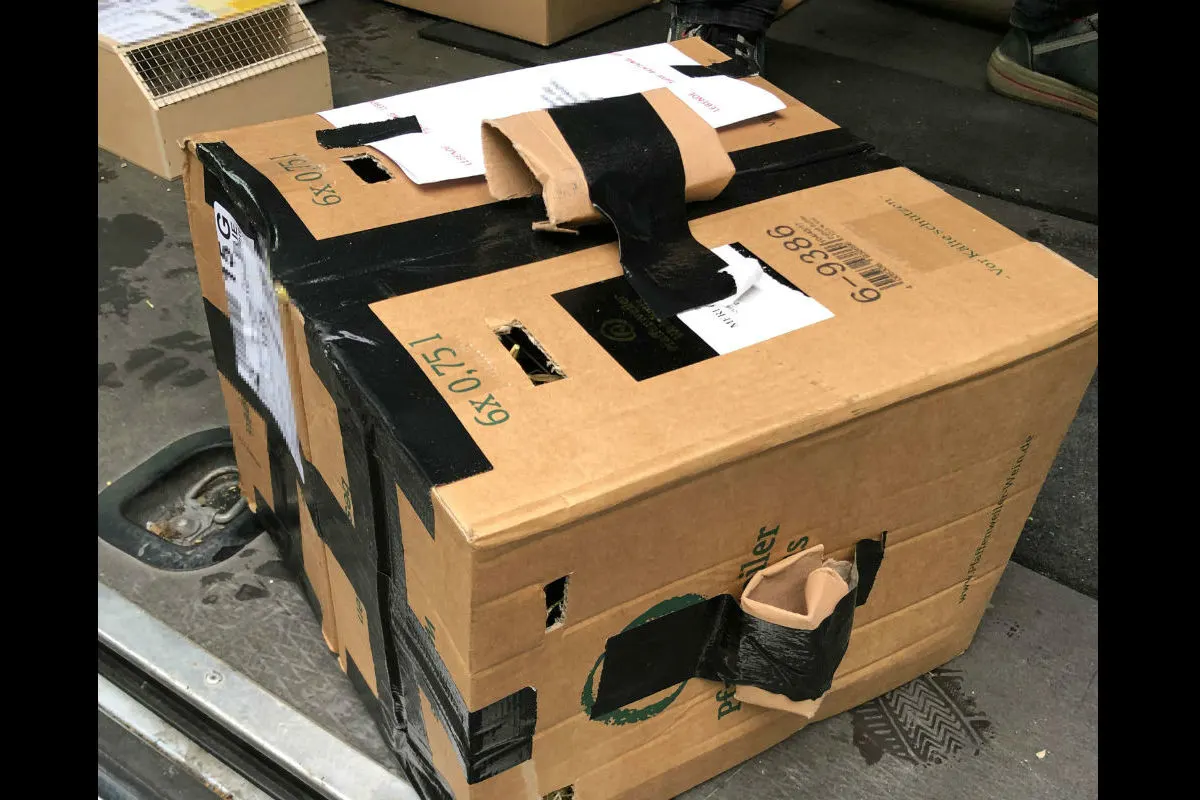 Lebende Tiere in Kartons - Kleintransporter angehalten