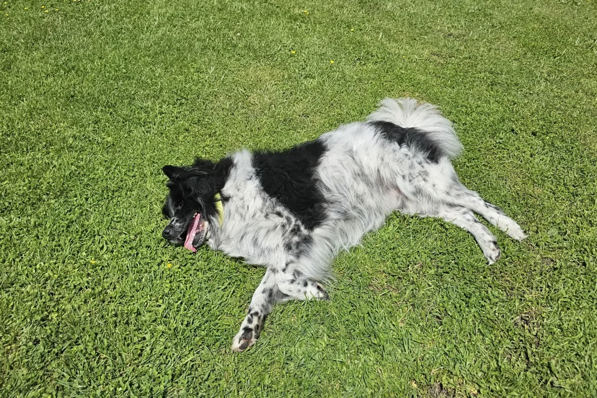 Leinenpflicht in der Schweiz - Das sollten Sie als Hundehalter wissen
