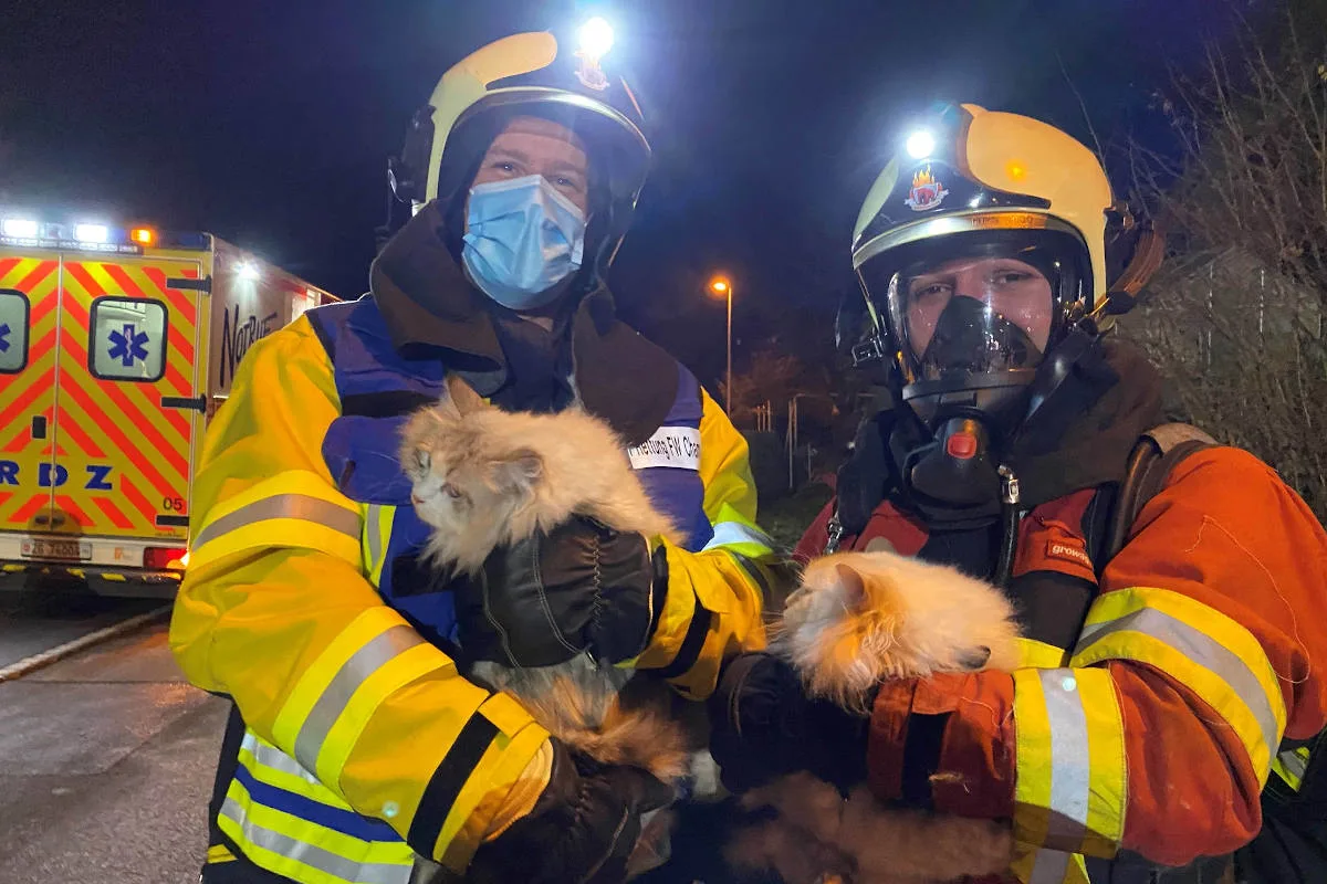 Tierrettung in Cham ZG – Drei Katzen nach Küchenbrand gerettet