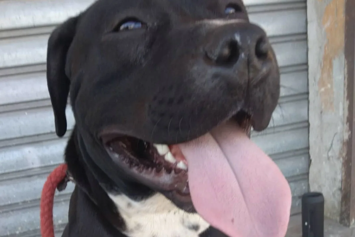 Nachspiel im Fall des erwürgten Pitbulls in Italien