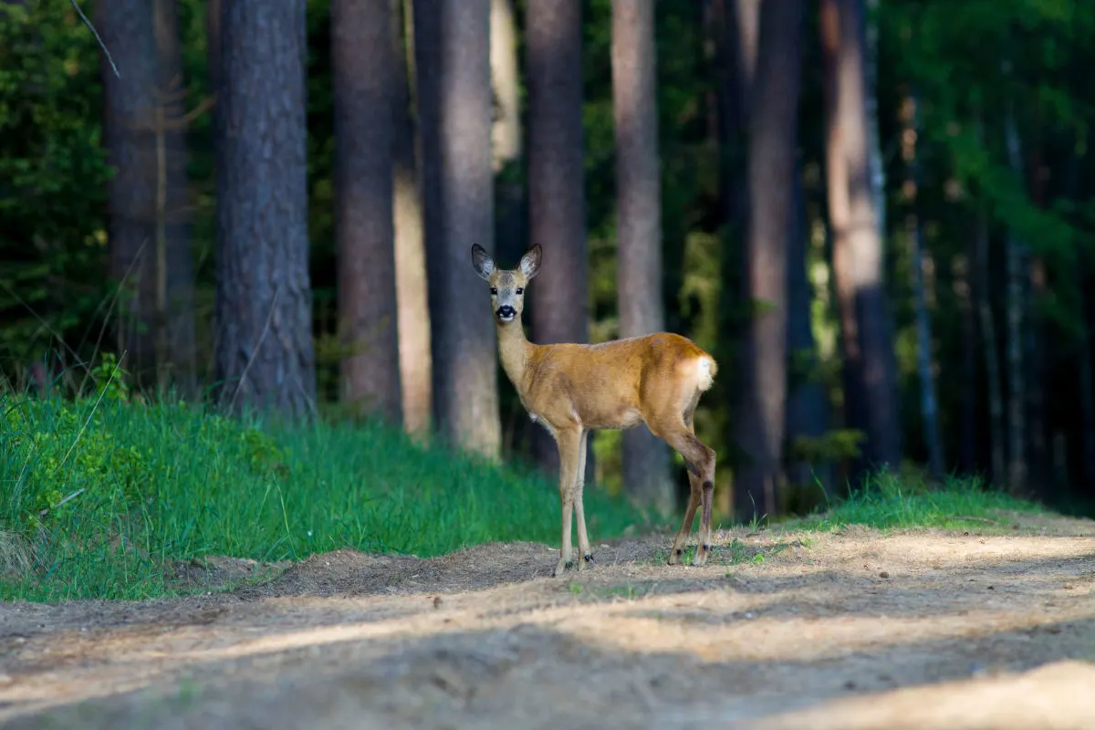 Ein einzelnes Reh steht auf einem sandigen Waldweg und schaut aufmerksam in die Richtung des Betrachters. Umgeben ist es von hohen Bäumen im Hintergrund, die ein dichtes Waldgebiet andeuten.