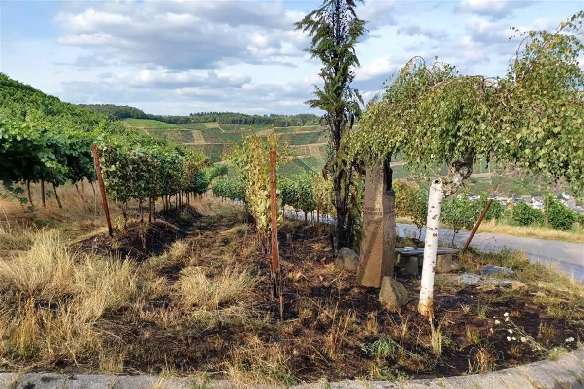 Dernau RP -  600 qm Weinberg in Brand geraten