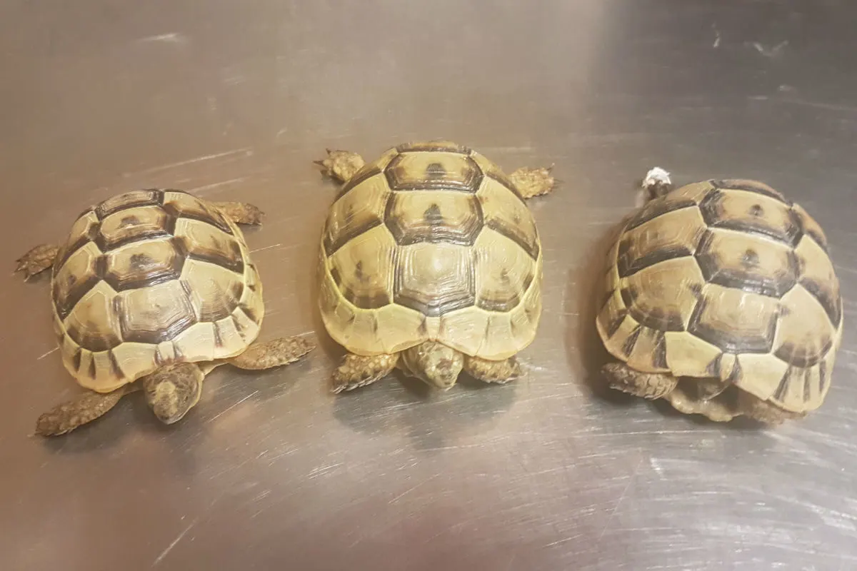 Karlsruhe - Schmuggel von lebenden Schildkröten aufgedeckt