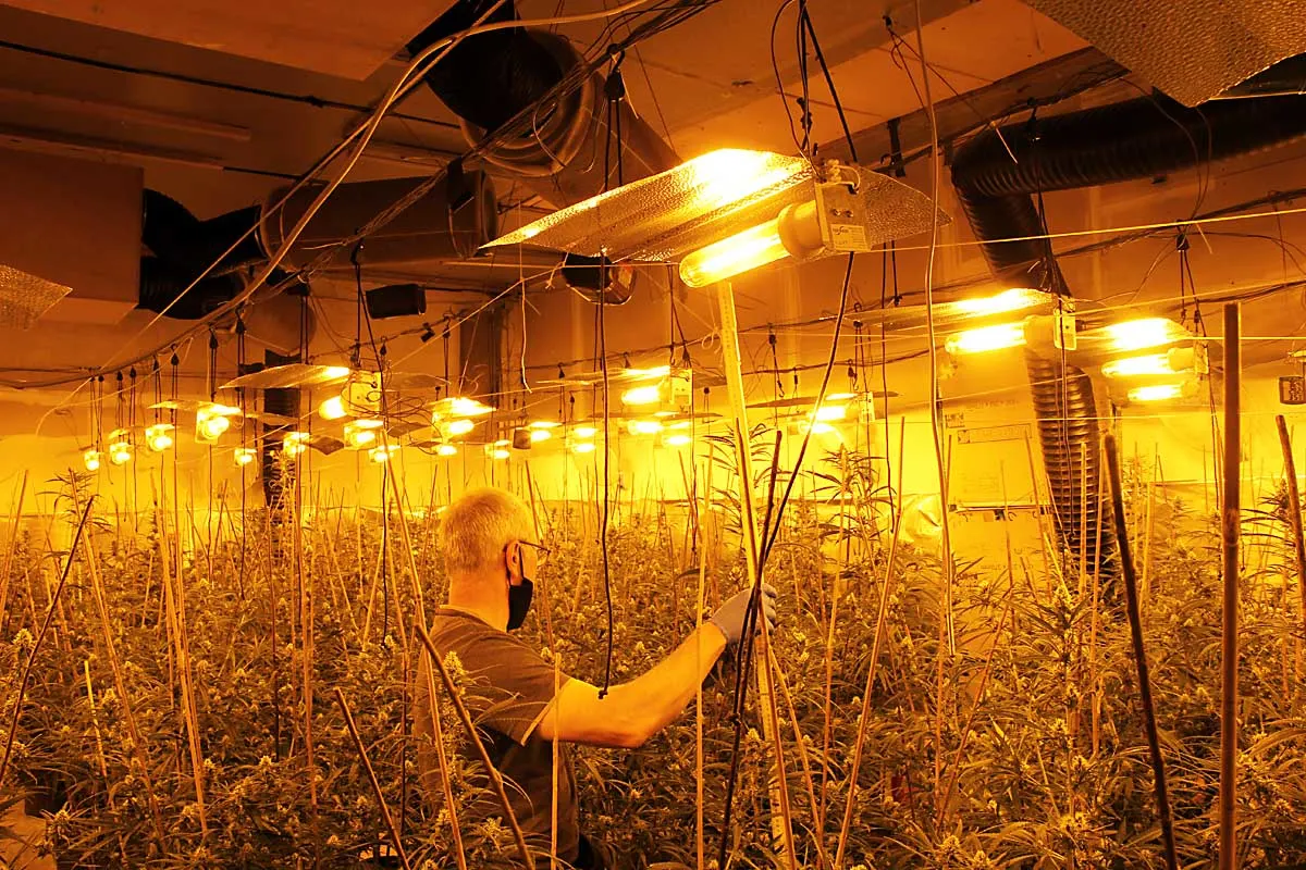 Hövelhof - Professionelle Cannabisplantage bei Drogenermittlungen entdeckt
