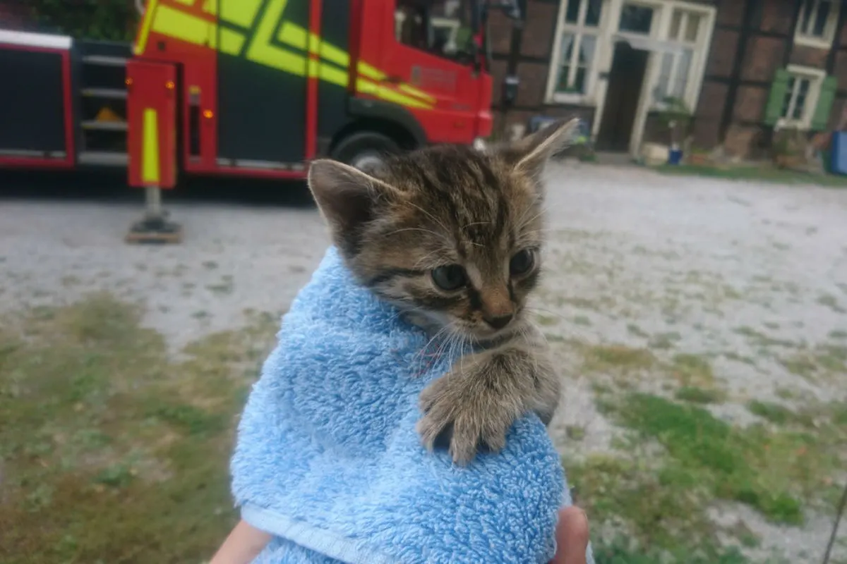 Werne - Katzenbaby von Dach gerettet