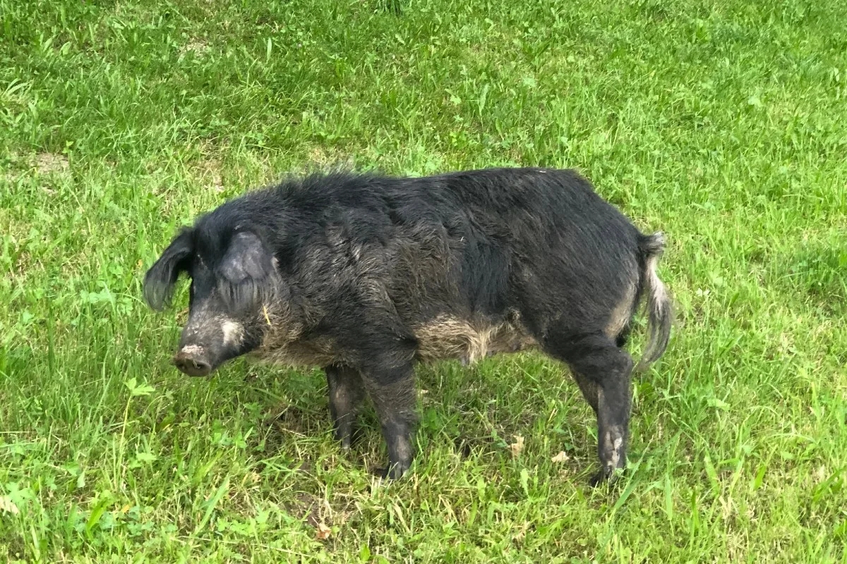 Tierischer Unfall in Heiden AR - Schwein aus Anhänger gefallen - Tier musste erlöst werden