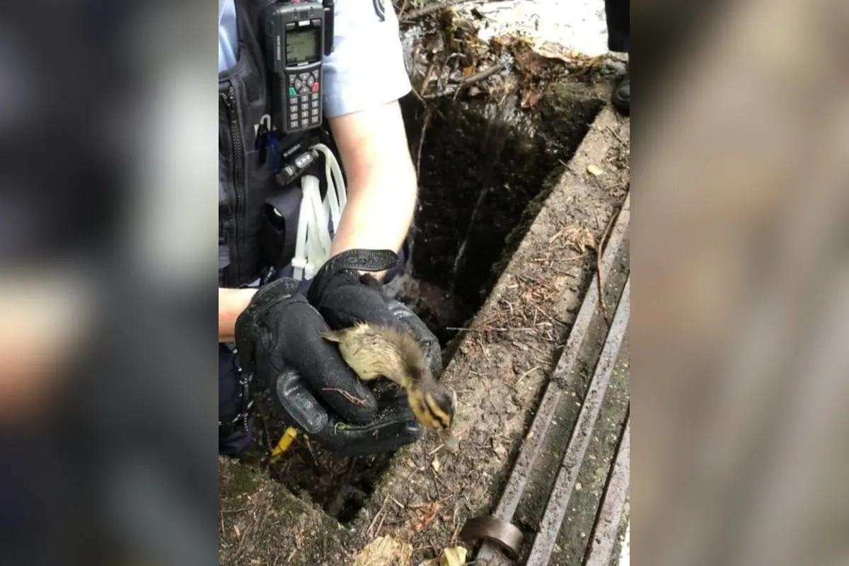 Herne Gysenbergpark – Mit vollem Körpereinsatz retten Polizisten Entenküken aus Gully