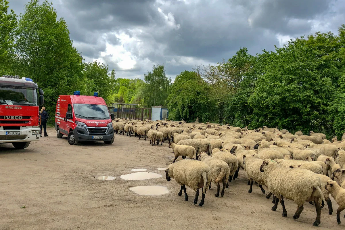Hilfloses Schaf gerettet