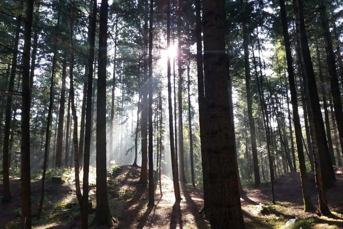 Ein dichter Wald mit hohen Bäumen, durch die Sonnenstrahlen scheinen und Schatten auf den Boden werfen.