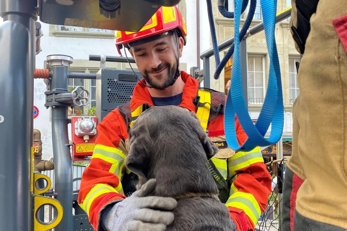 Altstadt Bern - Schutz & Rettung Bern mit einer spektakulären Hunde-Rettung 