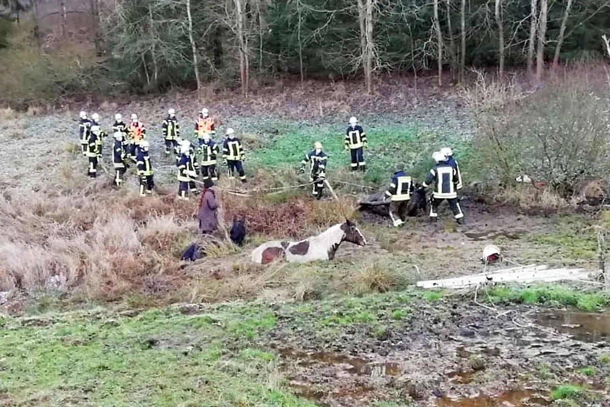 Tierrettung in Fulda - Pferde aus Schlammloch befreit!