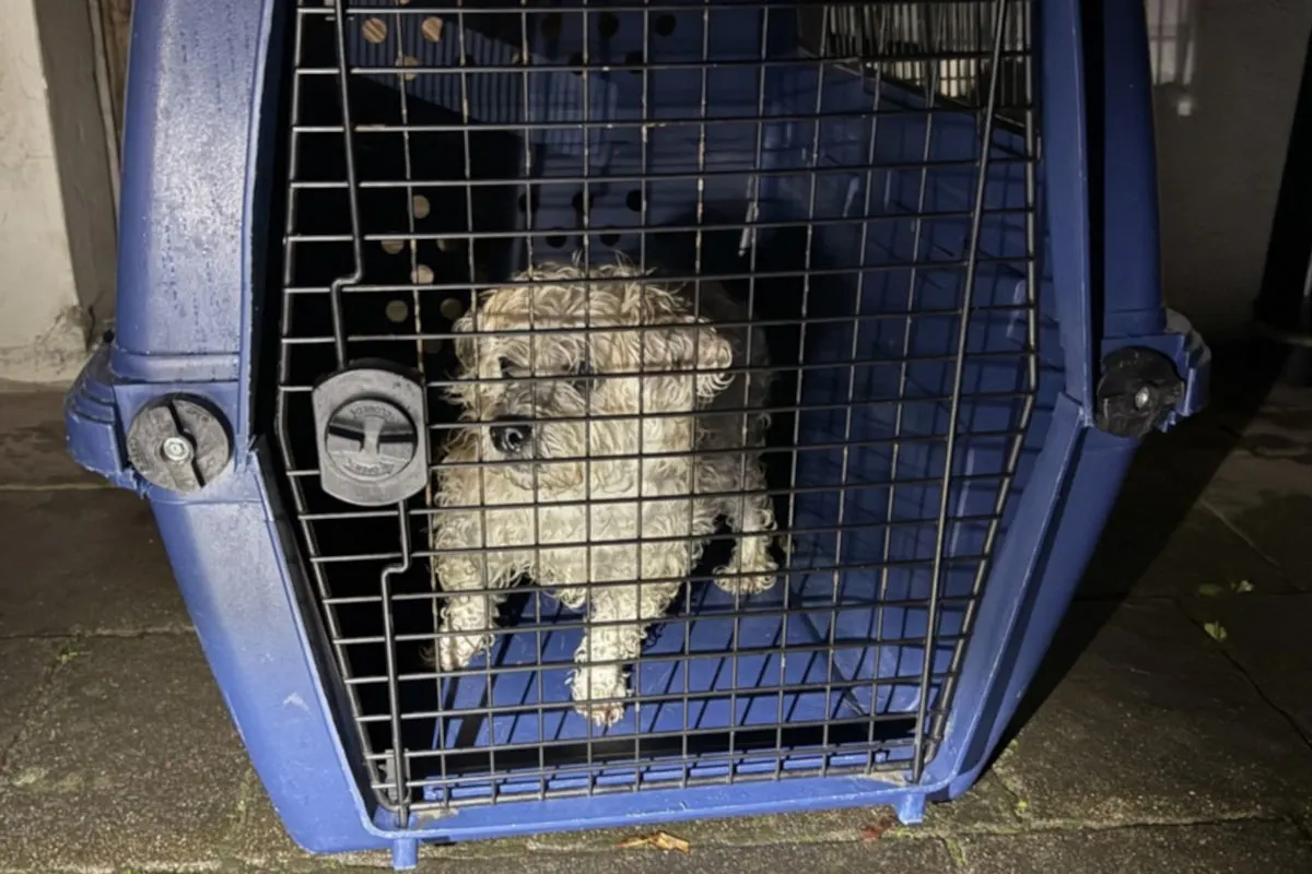Neunkirch SH – Ausgebüxter Hund wieder mit Besitzerin vereint
