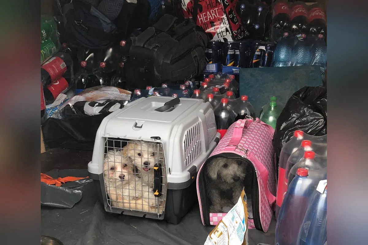 A45 Dortmund – Gassigehen in Freudenberg: Autobahnpolizei stoppt Hundetransport mit Ziel England
