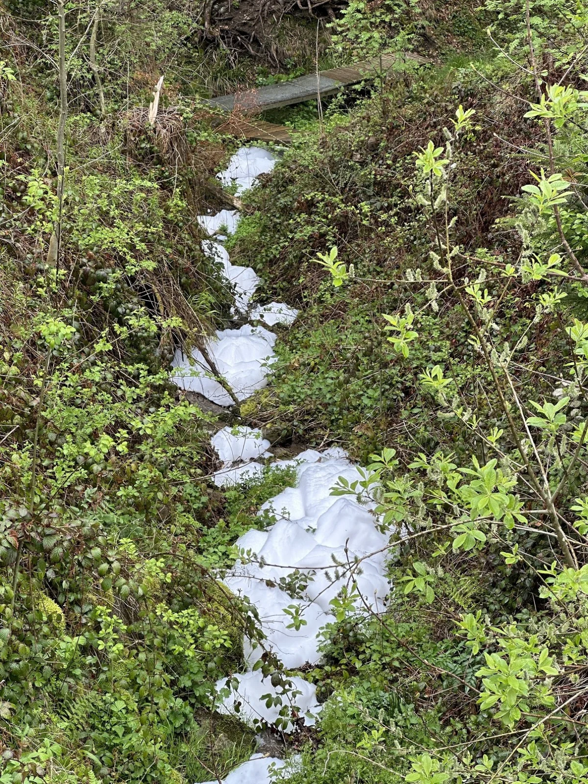 Wald AR - Schaumbildung in Spitzbach und Schwendibach