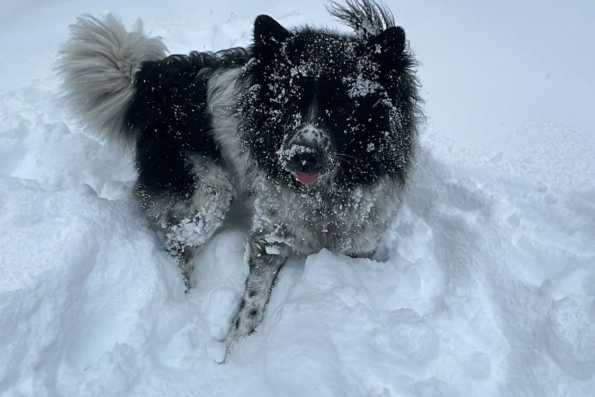Hund findet im schweizerischen Hochgebirge Portemonnaie mit 9'000 Euro