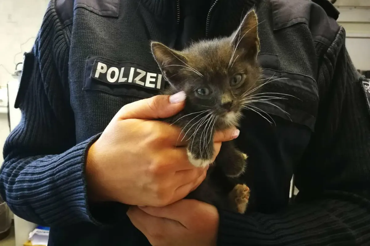 Venzkow - Autofahrerin entdeckt  ausgesetzte junge Katzen