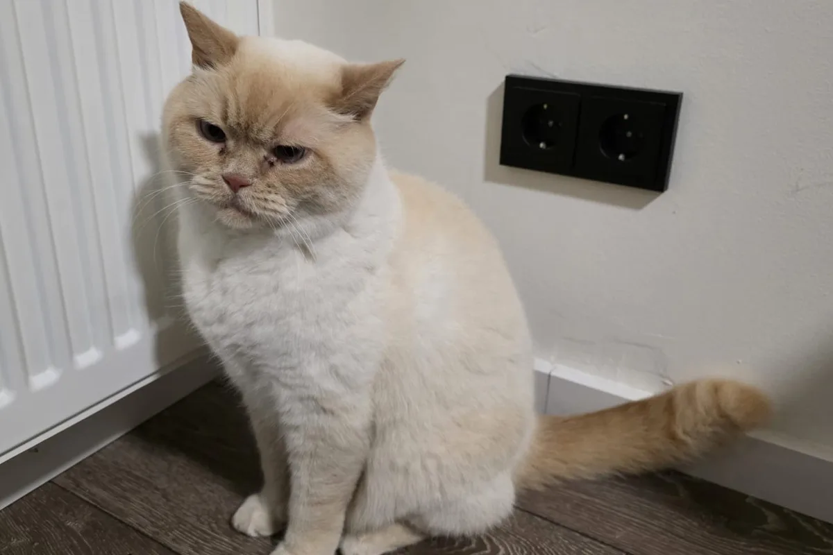 Herdecke – Katze löst Feuerwehreinsatz aus