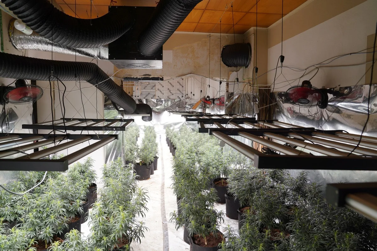 Gelsenkirchen – Cannabisplantage über Café entdeckt
