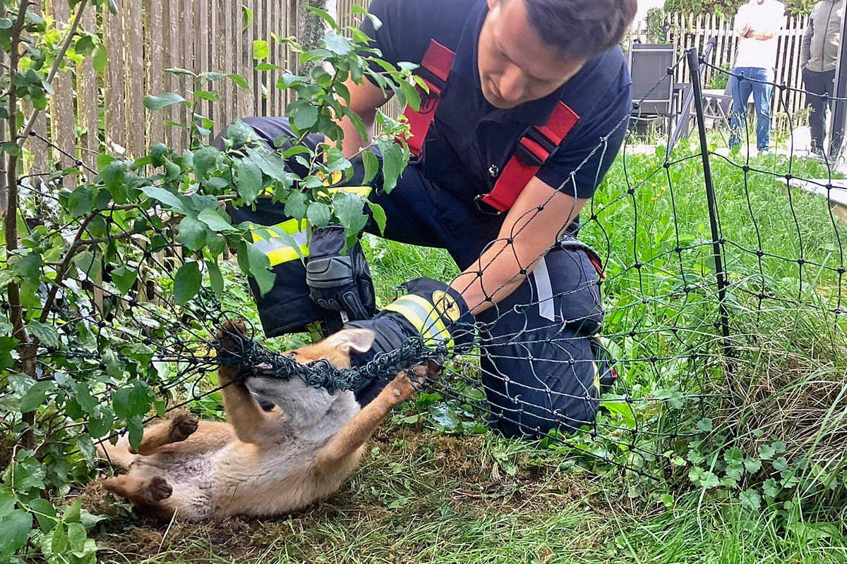 Ein Feuerwehrmann in Uniform hilft einem Reh, das sich in einem Zaun verfangen hat. Die Szene spielt draußen neben einem Holzzaun.